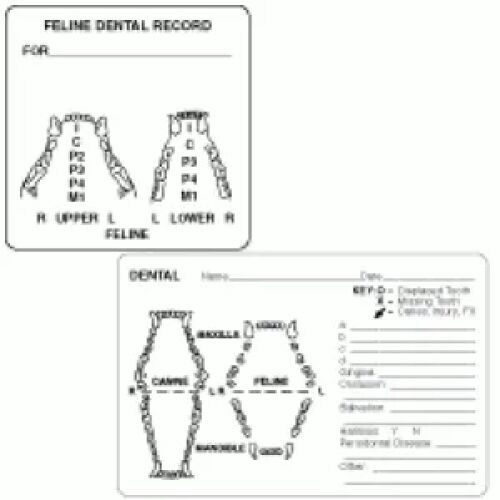 Dental Examination Record Labels AMS Printing