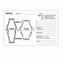 Dental Examination Record Labels