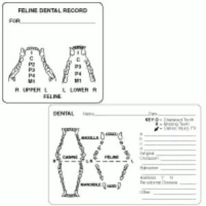 Dental Examination Record Labels